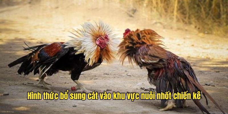 Hình thức bổ sung cát vào khu vực nuôi nhốt chiến kê