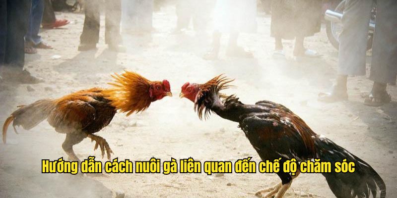 Hướng dẫn cách nuôi gà liên quan đến chế độ chăm sóc