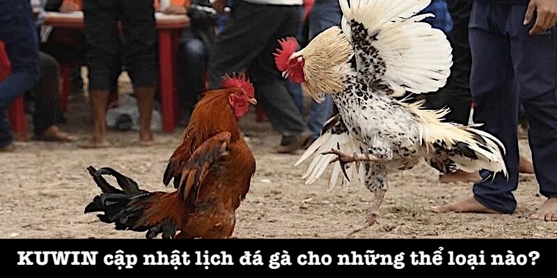 Nhà cái KUWIN có lịch thi đấu chọi gà đa dạng